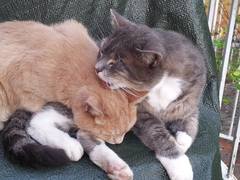 I never realised cats could be such ‘friends’