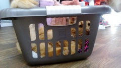Why does anyone buy a dedicated cat bed?