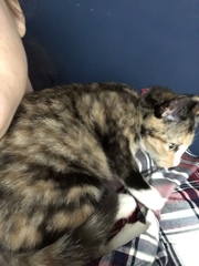Cat chat - 100 slave tips