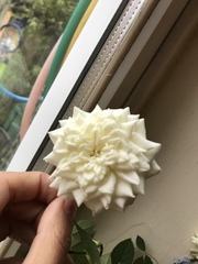 What’s the name of this rose?