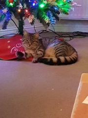 Christmas tree and cats