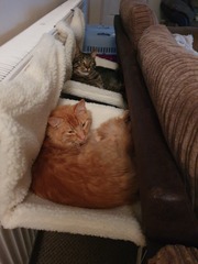Cat Hammocks