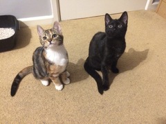 Want to see the new foster kittens?