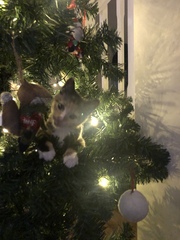 Keeping kitten out of the Xmas tree?