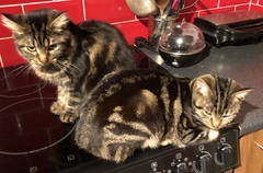 Cat chat - The Ollie and Paws show, with extra Little K drama