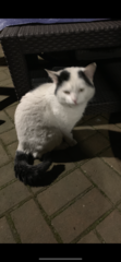 Half wild cat attacked me.