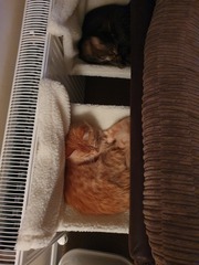 Cat Hammocks