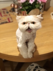 How old is your cat?
