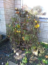 what should I do with these veg plants?