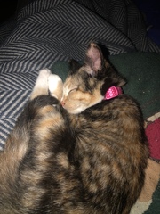 Kitten doesn’t like any treats?!