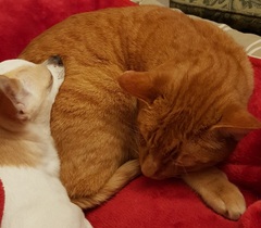 I never realised cats could be such ‘friends’