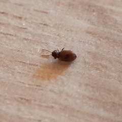 Can anyone ID these bugs?
