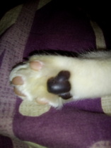 I find the paws of black and white cats, fascinating...