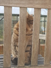 Next door's -thug- cat