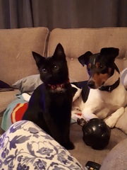 Help name our new kitten, please!