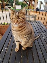 Next door's -thug- cat