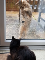 Next door's -thug- cat