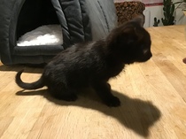 Help name our new kitten, please!