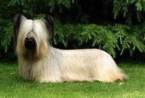 Pictures of our dogs...