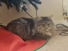 Christmas tree and cats