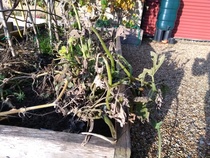 what should I do with these veg plants?