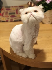 How old is your cat?