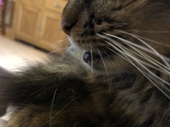 What’s wrong with my cat’s bottom lip ? (He is going to the vet on Monday, couldn’t get an app before !)