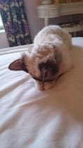 Funny ways your pets sleep
