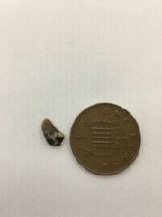 Wtaf has just come out of my ear?