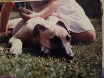 Have you got a rescue dog? Especially a greyhound, lurcher or whippet? Advice please....