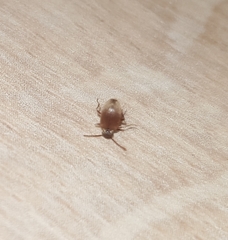 Can anyone ID these bugs?