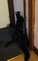 My cats have stopped eating 😢