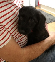 Puppy Support Group 2