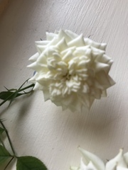 What’s the name of this rose?