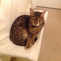Why does anyone buy a dedicated cat bed?