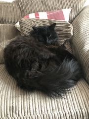 How old is your cat?
