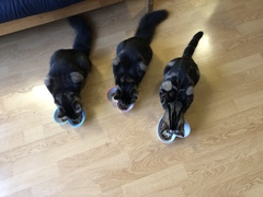 My cats have stopped eating 😢