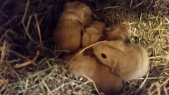 Baby Guinea Pigs
