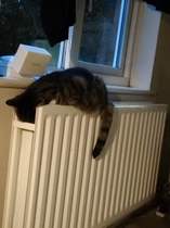 Cold weather cat behaviour