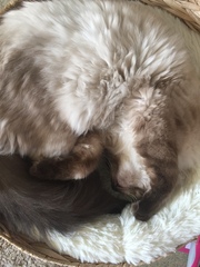 Why does anyone buy a dedicated cat bed?