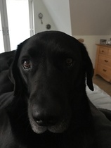 I'm feeling low, so share in the joy of my dog 🐶