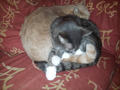 I never realised cats could be such ‘friends’