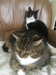 Cat chat - 100 slave tips