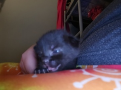 Meet my foster kitty