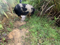 To say no to visiting pigs for Christmas??