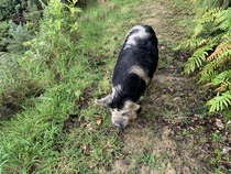 To say no to visiting pigs for Christmas??