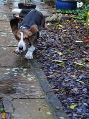 Pictures of our dogs...