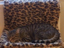 Why does anyone buy a dedicated cat bed?
