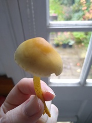 Name that fungus!