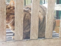 Next door's -thug- cat